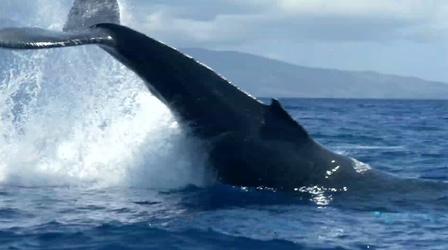 Video thumbnail: Big Blue Live Fan Favorite: Humpback Whale