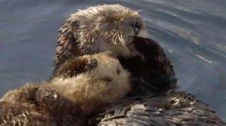 Video thumbnail: Big Blue Live  Fan Favorite: The Otter