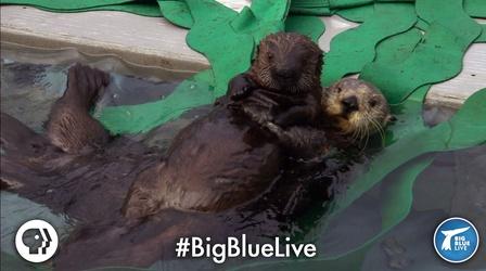 Video thumbnail: Big Blue Live A Sea Otter's Adorable Adoption Story