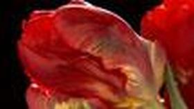 Video thumbnail: Botany of Desire Tulips - Web Extra with Michael Pollan