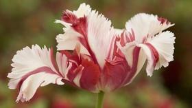 Video thumbnail: Botany of Desire The Botany of Desire - Preview
