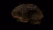 Episode 1 | How the Brain Creates Reality