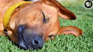 Do Dogs Dream?