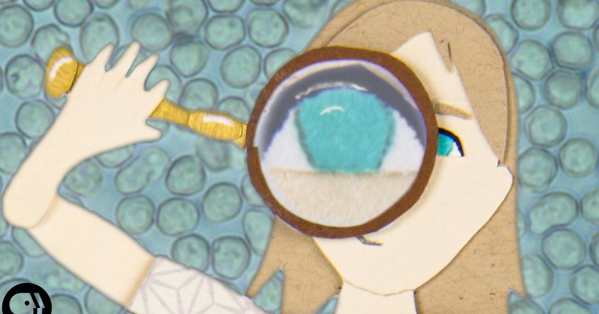 Braincraft BrainCraft | The Tiny Key to Aging | Season 2 | Episode 36 | PBS