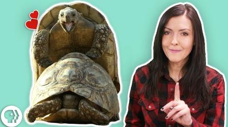 Video thumbnail: BrainCraft Valentine's Day Tips From the Animal World!