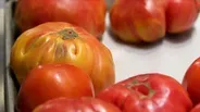 Tomato Pie