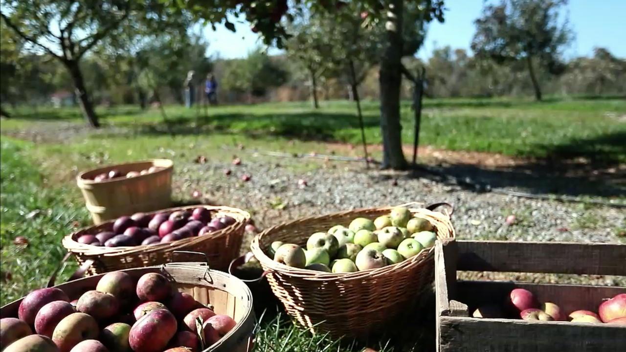 A Chef's Life | Apples