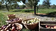 Apples