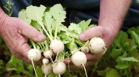 Video thumbnail: A Chef's Life Turnips: The Roots