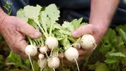 Turnips: The Roots