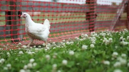 Video thumbnail: A Chef's Life Chicken Lickin’