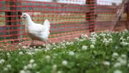 Chicken Lickin’
