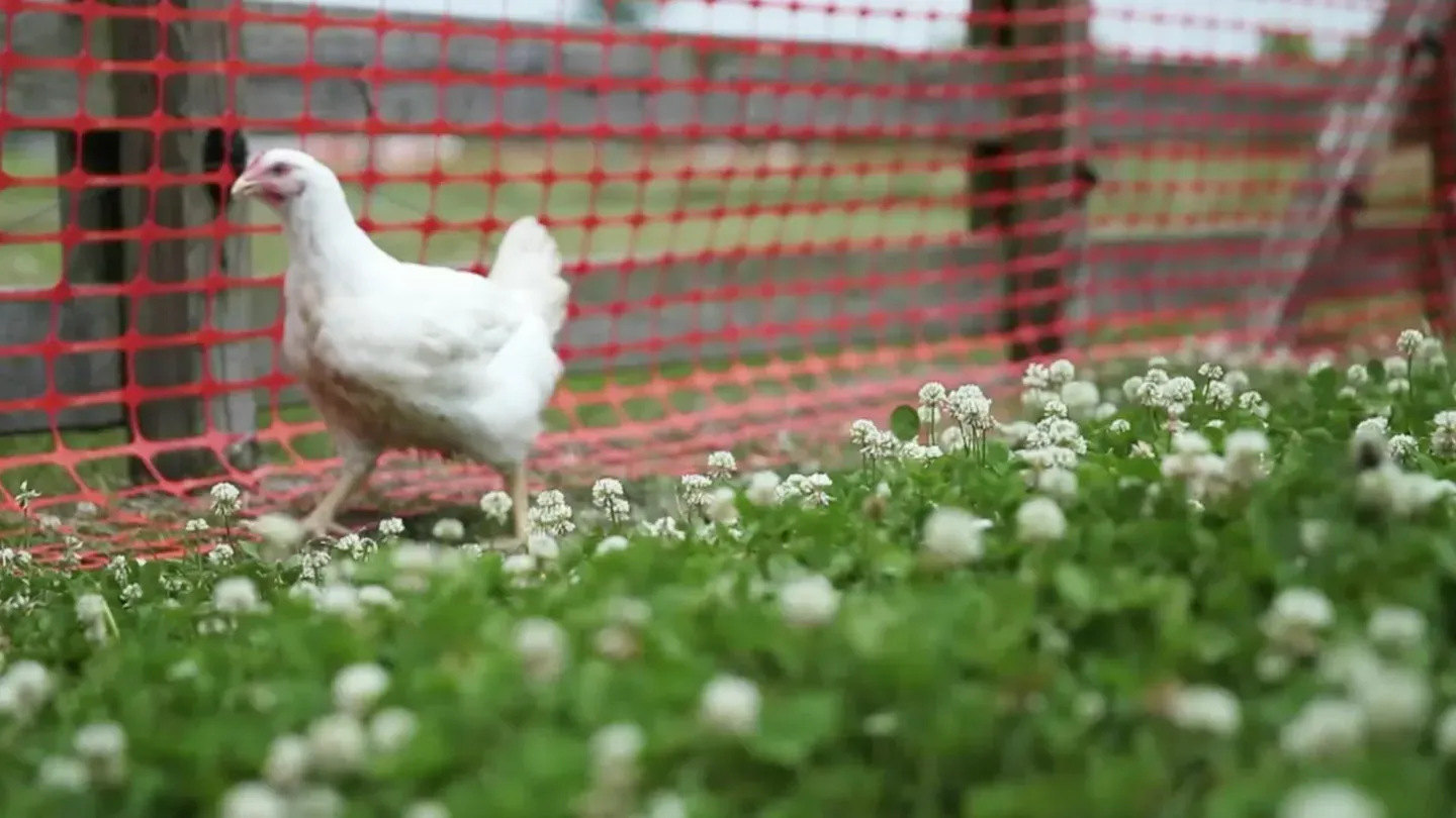 Chicken Lickin’