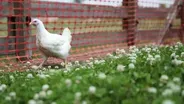 Chicken Lickin’