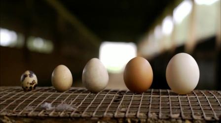 Video thumbnail: A Chef's Life Eggs A Dozen Ways