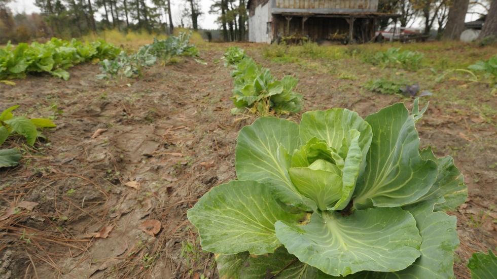 S4 Ep4: Cabbage image