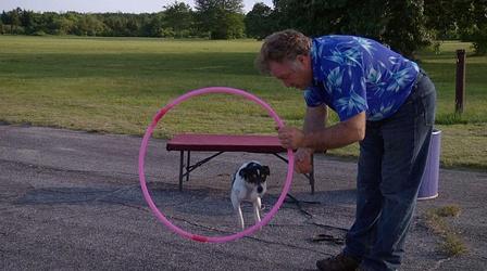 Circus DIY: How to Train a Dog at Home