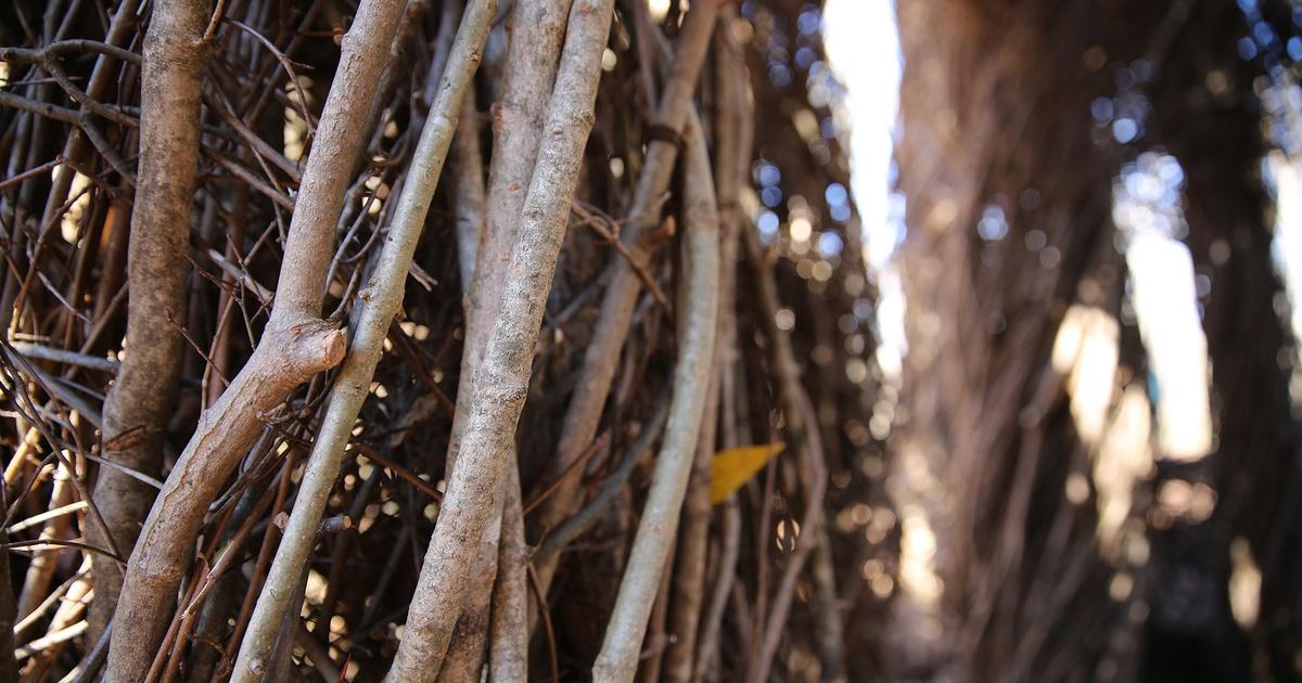 Craft in america | patrick dougherty on his work | season 8 | episode 2