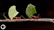 Where Are the Ants Carrying All Those Leaves?