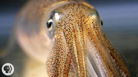 Video thumbnail: Deep Look You're Not Hallucinating. That's Just Squid Skin.