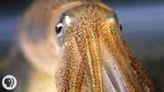 You're Not Hallucinating. That's Just Squid Skin.