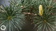 The Sex Lives of Christmas Trees