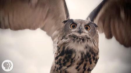 Video thumbnail: Deep Look See What Makes Owls So Quiet and So Deadly