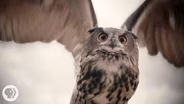 What Makes Owls So Quiet and So Deadly?