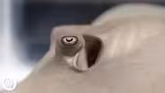 How Do Sharks and Rays Use Electricity to Find Hidden Prey?