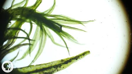 Video thumbnail: Deep Look These 'Resurrection Plants' Spring Back to Life in Seconds