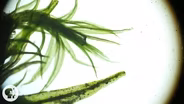 These 'Resurrection Plants' Spring Back to Life in Seconds