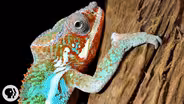 Nature's Mood Rings: How Chameleons Really Change Color