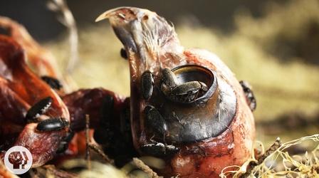 Video thumbnail: Deep Look Watch Flesh-Eating Beetles Strip Bodies to the Bone