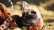Watch Flesh-Eating Beetles Strip Bodies to the Bone