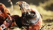 Watch Flesh-Eating Beetles Strip Bodies to the Bone