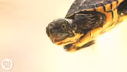 These Crazy Cute Baby Turtles Want Their Lake Back