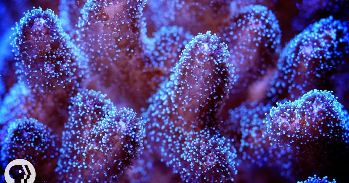 Deep Look | Zapping Coral With The World's Most Powerful X-ray | Season 2 | Episode 3 | PBS
