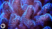 What Happens When You Zap Coral With The World's Most Powerful X-ray Laser?