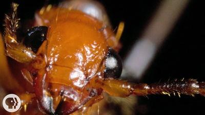 The Bombardier Beetle And Its Crazy Chemical Cannon