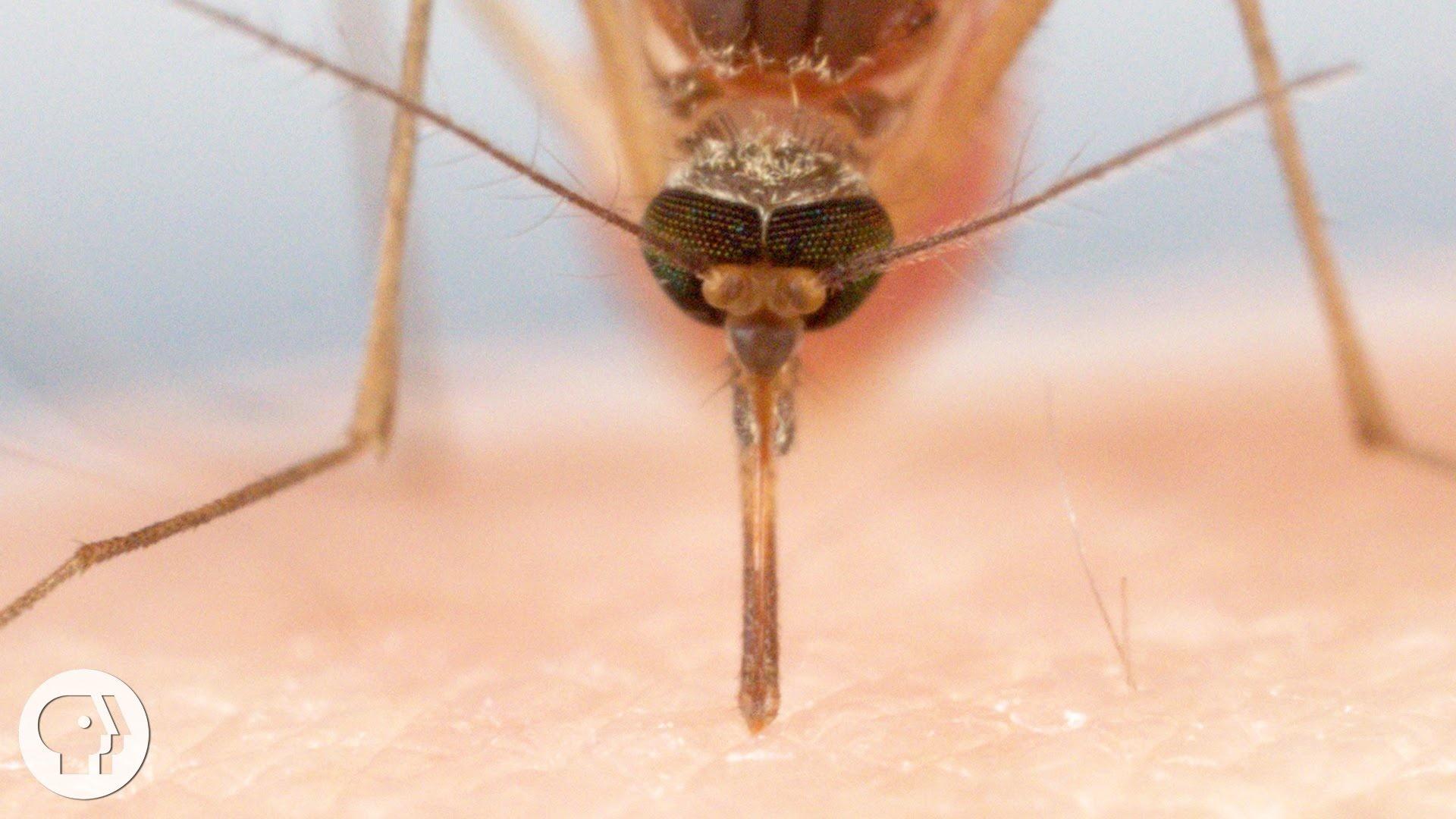 mosquito bite diagram