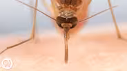 How Mosquitoes Use Six Needles to Suck Your Blood