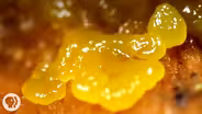 This Pulsating Slime Mold Comes in Peace