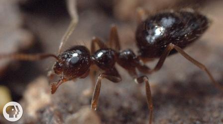 Video thumbnail: Deep Look Winter is Coming For These Argentine Ant Invaders