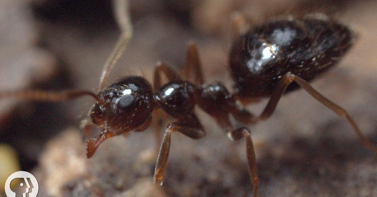 Deep Look | Winter is Coming For These Argentine Ant Invaders | Season ...