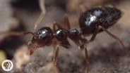 Winter is Coming For These Argentine Ant Invaders