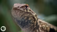 These Lizards Have Been Playing Rock-Paper-Scissors for 15 Million Years