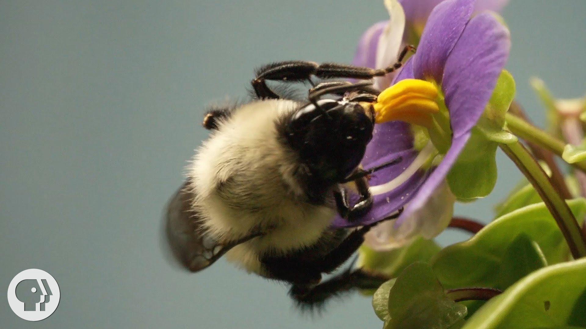 Save the bumble bees by planting these flowers