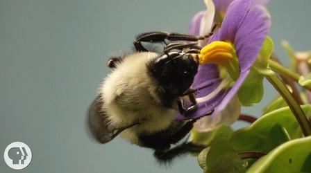 Video thumbnail: Deep Look This Vibrating Bumblebee Unlocks a Flower's Hidden Treasure
