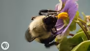 This Vibrating Bumblebee Unlocks a Flower's Hidden Treasure
