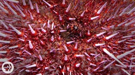 Video thumbnail: Deep Look Sea Urchins Pull Themselves Inside Out to be Reborn